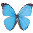 Key West Butterfly & Nature Conservatory logo
