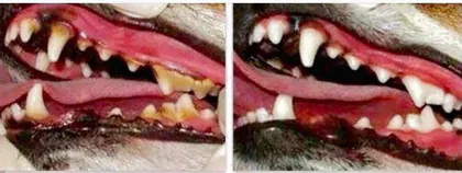 Smile Specialist Pet Dental Clinics media 1