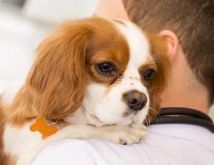 CVCA Cardiac Care for Pets media 1