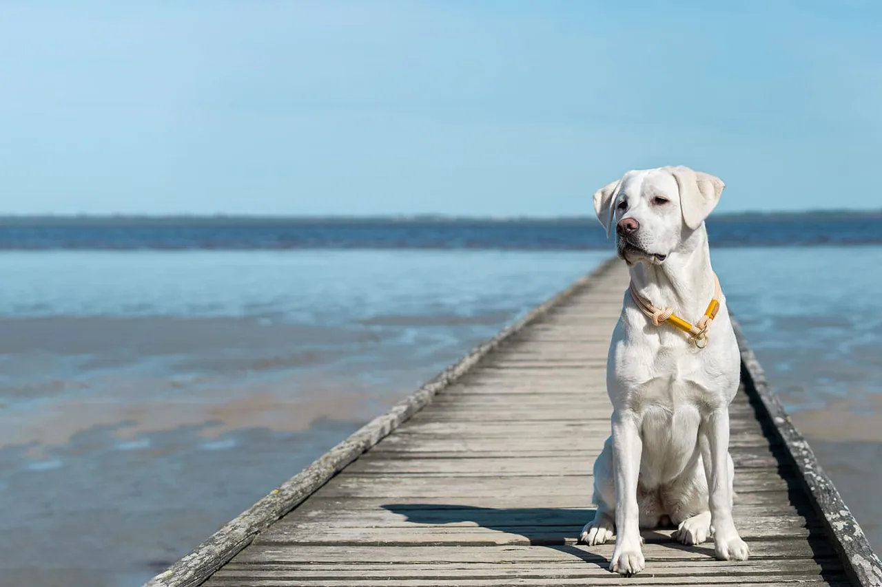Shores Animal Clinic profile media