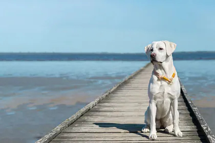 Shores Animal Clinic media 1