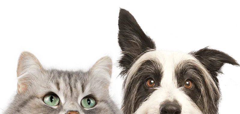 Premium Vet Care - Mobile Animal Hospital profile media