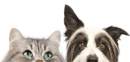 Premium Vet Care - Mobile Animal Hospital media 1