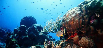 Reef Relief media 1