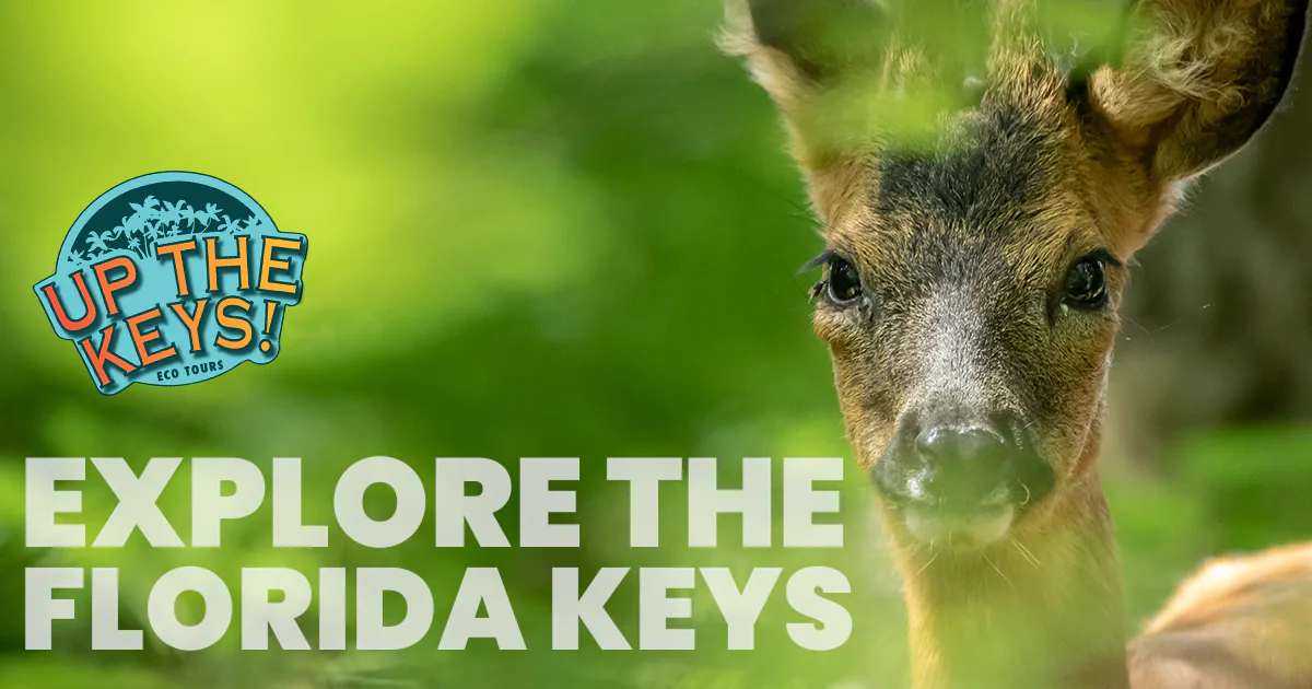 Up The Keys Tours profile media