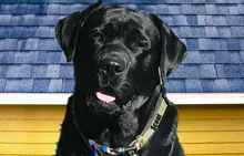 Blue Dog Roofing & Construction logo